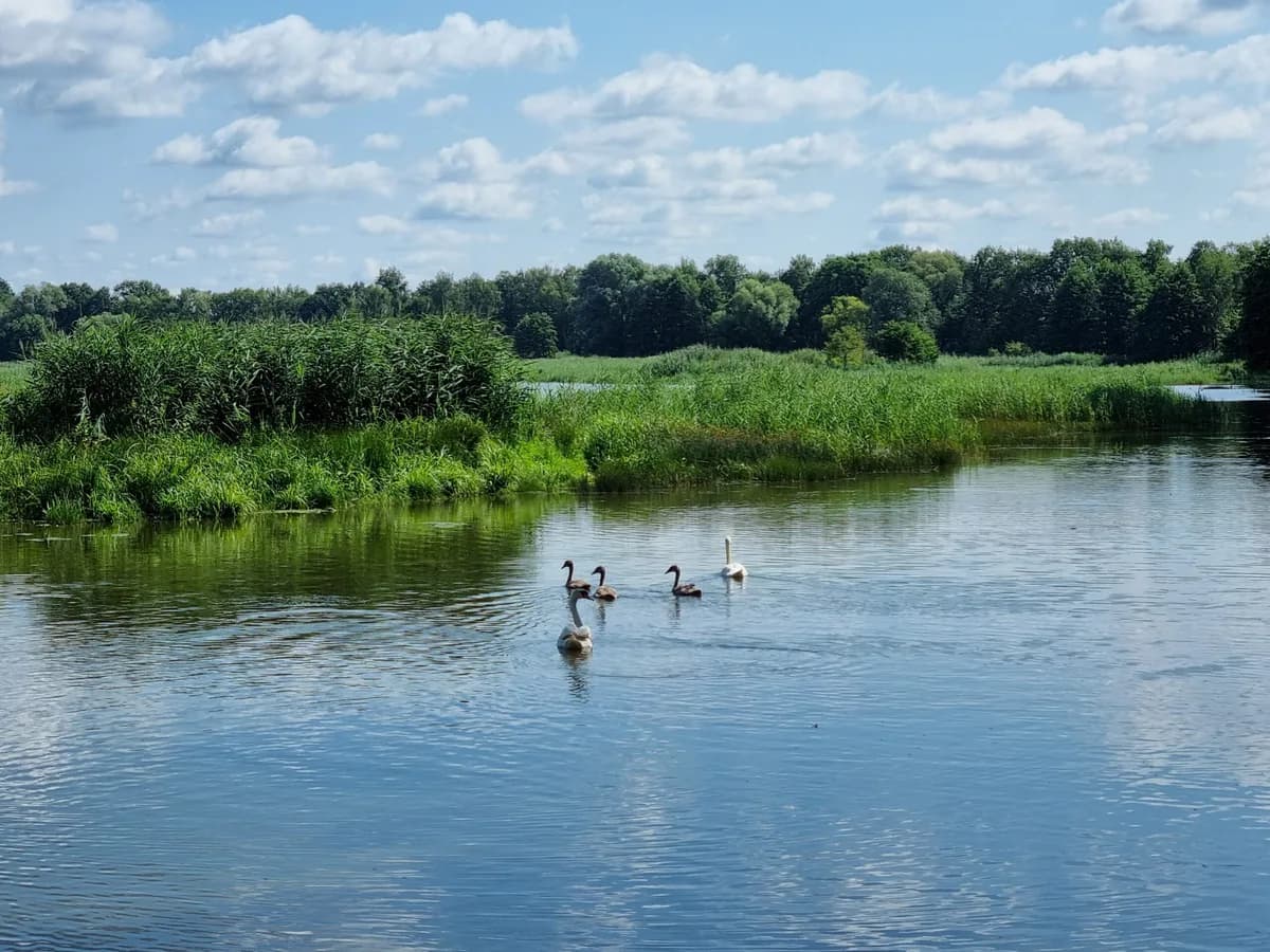 Stawy Milickie - Dolina Baryczy w sąsiedztwie osiedla Stawna Park w Miliczu