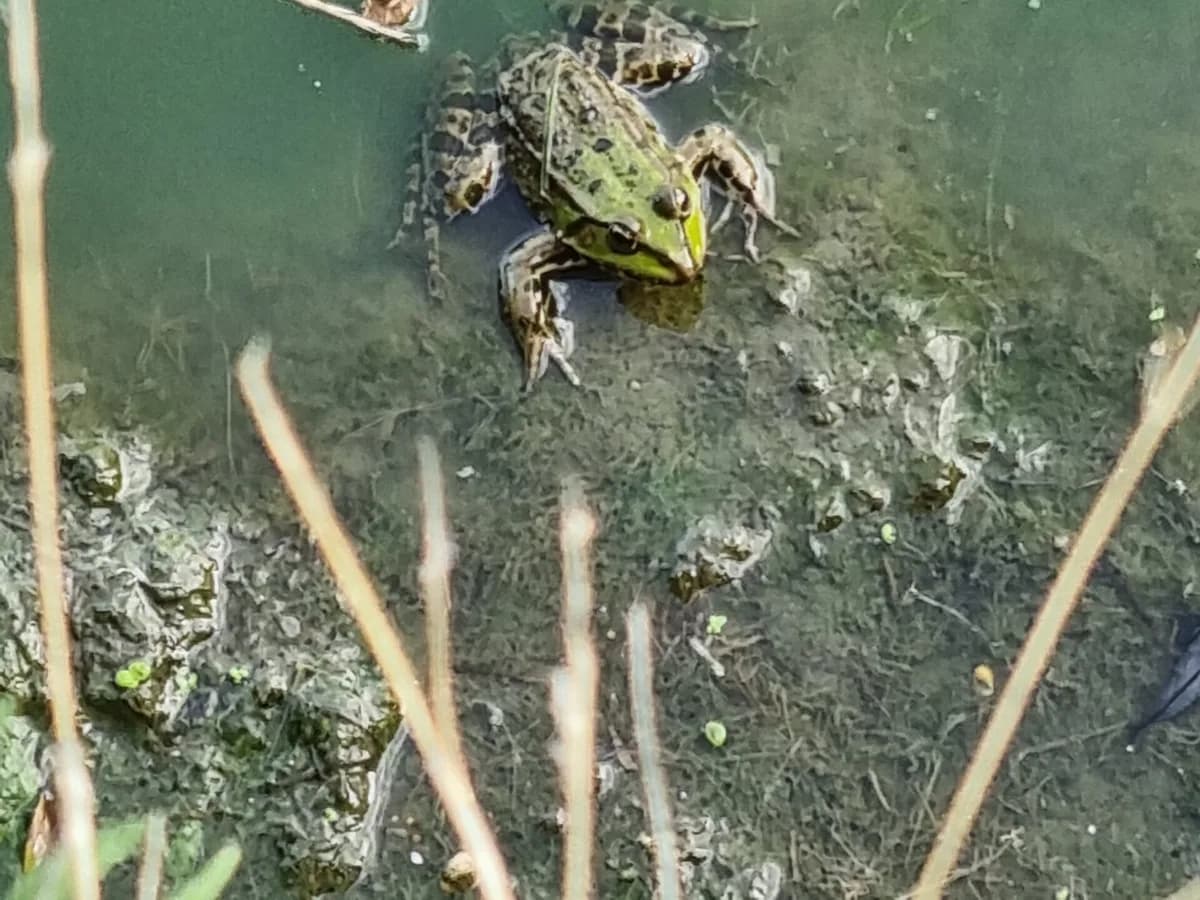 Przyroda Doliny Baryczy - Dolina Baryczy w sąsiedztwie osiedla Stawna Park w Miliczu